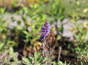 Šalvěj hajní modrá - Salvia nemorosa blue