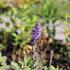 Salvia nemorosa blue.JPG