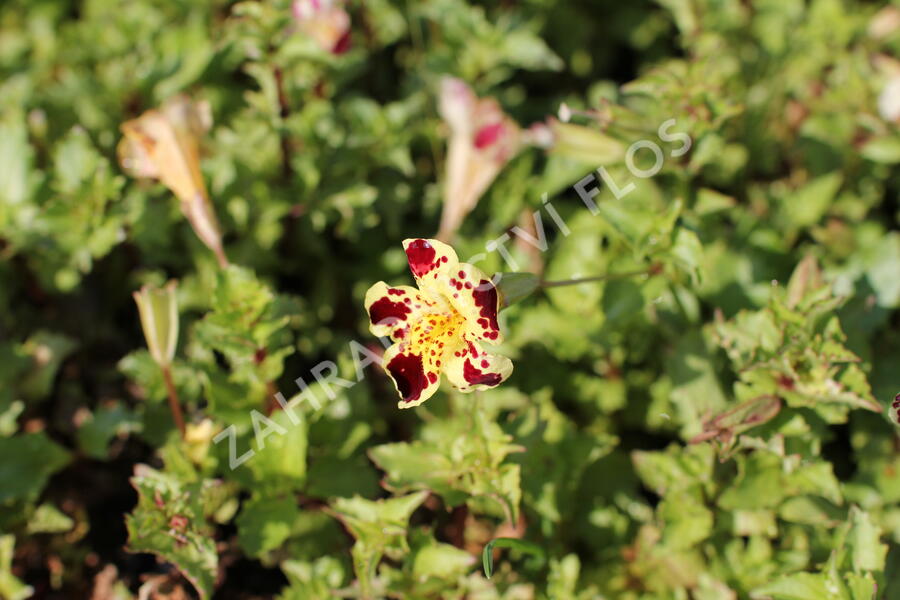 Kejklířka 'Tigrinus Grandiflorus' - Mimulus luteus 'Tigrinus Grandiflorus'