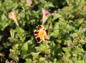 Kejklířka 'Tigrinus Grandiflorus' - Mimulus luteus 'Tigrinus Grandiflorus'