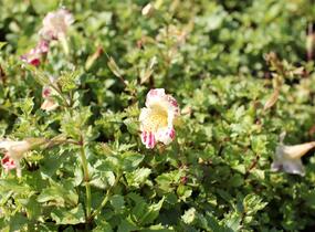 Kejklířka 'Tigrinus Grandiflorus' - Mimulus luteus 'Tigrinus Grandiflorus'