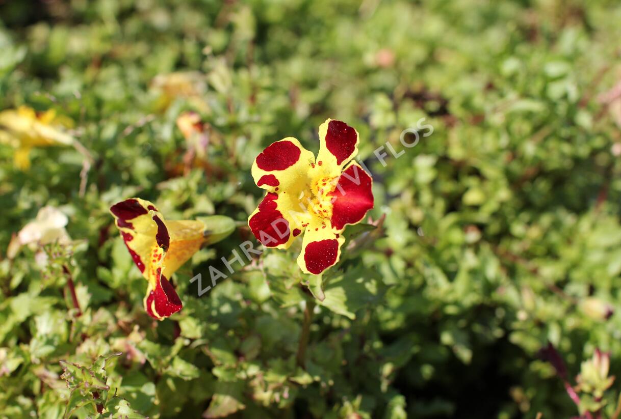Kejklířka 'Tigrinus Grandiflorus' - Mimulus luteus 'Tigrinus Grandiflorus'