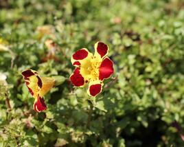 Kejklířka 'Tigrinus Grandiflorus'
