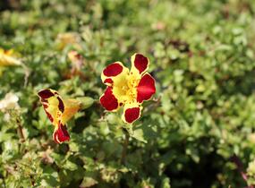Kejklířka 'Tigrinus Grandiflorus' - Mimulus luteus 'Tigrinus Grandiflorus'