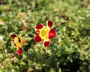 Kejklířka 'Tigrinus Grandiflorus'
