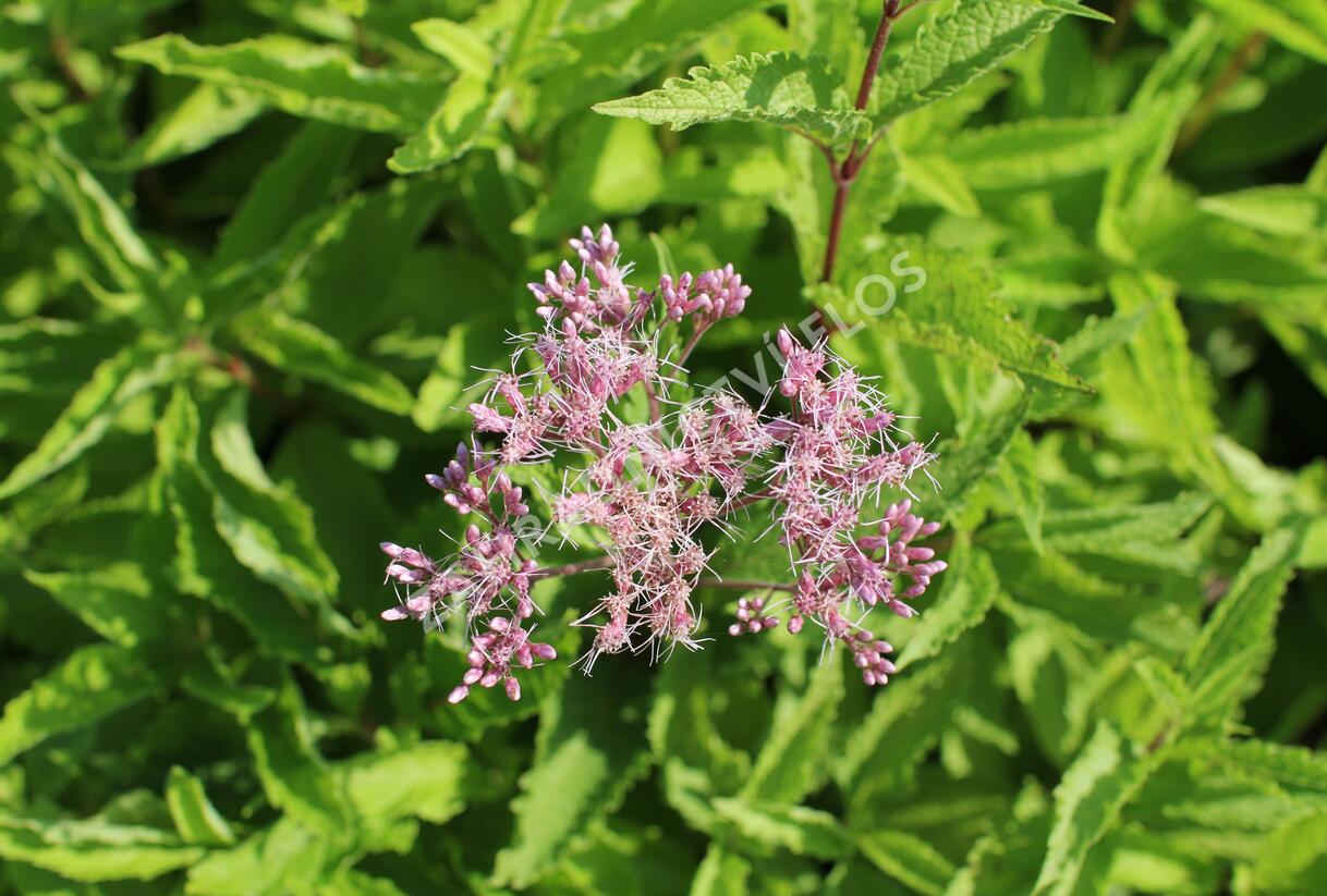 Sadec skvrnitý 'Atropurpureum' - Eupatorium maculatum 'Atropurpureum'