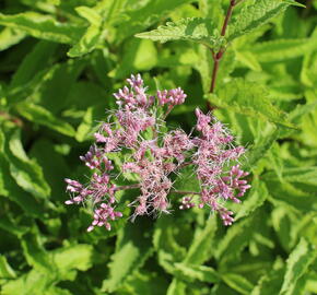 Sadec skvrnitý 'Atropurpureum' - Eupatorium maculatum 'Atropurpureum'