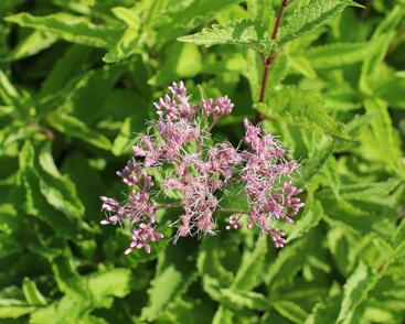 Sadec skvrnitý 'Atropurpureum'