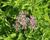 Sadec skvrnitý 'Atropurpureum'