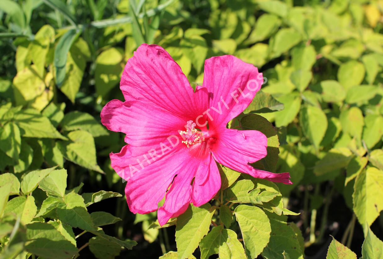 Ibišek bahenní 'Nippon Rose' - Hibiscus moscheutos 'Nippon Rose'