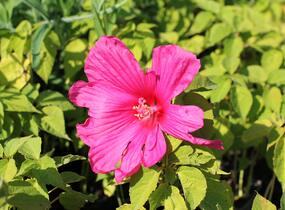 Ibišek bahenní 'Nippon Rose' - Hibiscus moscheutos 'Nippon Rose'