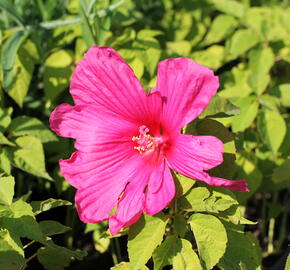 Ibišek bahenní 'Nippon Rose' - Hibiscus moscheutos 'Nippon Rose'