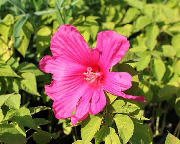 Ibišek bahenní 'Nippon Rose'