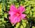 Ibišek bahenní 'Nippon Rose'