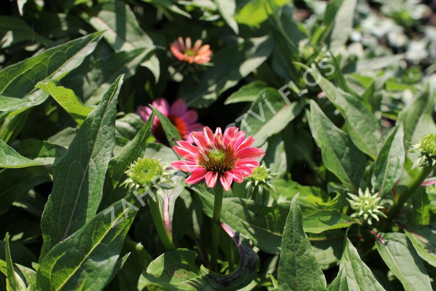 Třapatkovka nachová 'Evolution Colorific' - Echinacea purpurea 'Evolution Colorific'