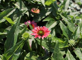 Třapatkovka nachová 'Evolution Colorific' - Echinacea purpurea 'Evolution Colorific'