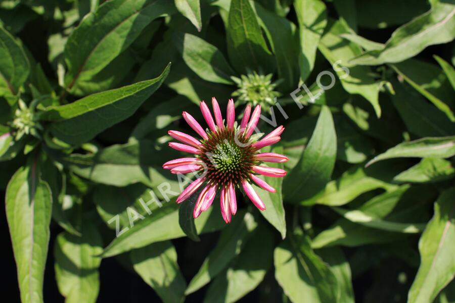 Třapatkovka nachová 'Evolution Colorific' - Echinacea purpurea 'Evolution Colorific'