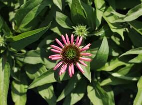 Třapatkovka nachová 'Evolution Colorific' - Echinacea purpurea 'Evolution Colorific'