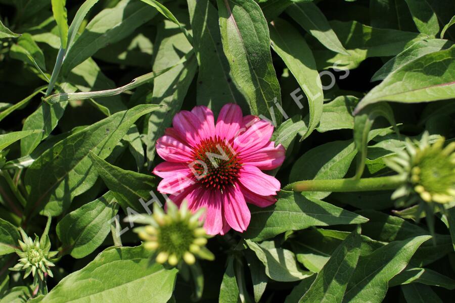 Třapatkovka nachová 'Evolution Colorific' - Echinacea purpurea 'Evolution Colorific'
