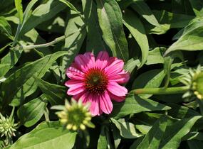Třapatkovka nachová 'Evolution Colorific' - Echinacea purpurea 'Evolution Colorific'