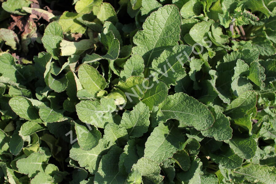 Šalvěj luční 'Royal Crimson Distinction' - Salvia pratensis 'Royal Crimson Distinction'