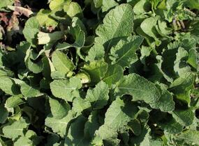 Šalvěj luční 'Royal Crimson Distinction' - Salvia pratensis 'Royal Crimson Distinction'