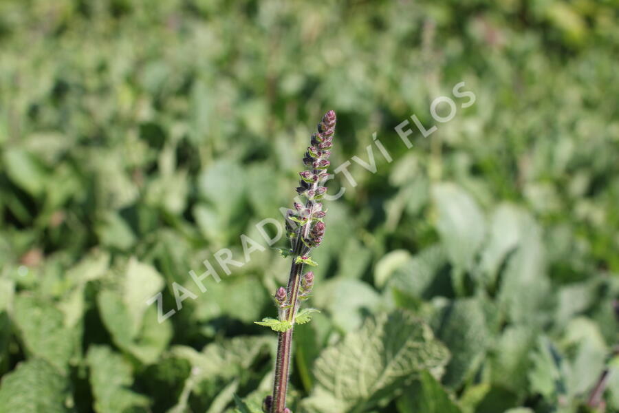 Šalvěj luční 'Royal Crimson Distinction' - Salvia pratensis 'Royal Crimson Distinction'