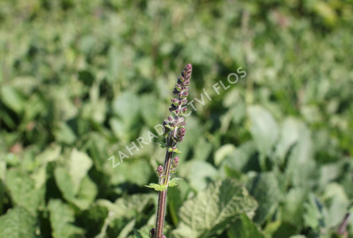 Šalvěj luční 'Royal Crimson Distinction' - Salvia pratensis 'Royal Crimson Distinction'