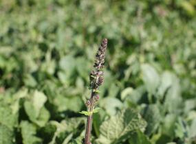 Šalvěj luční 'Royal Crimson Distinction' - Salvia pratensis 'Royal Crimson Distinction'