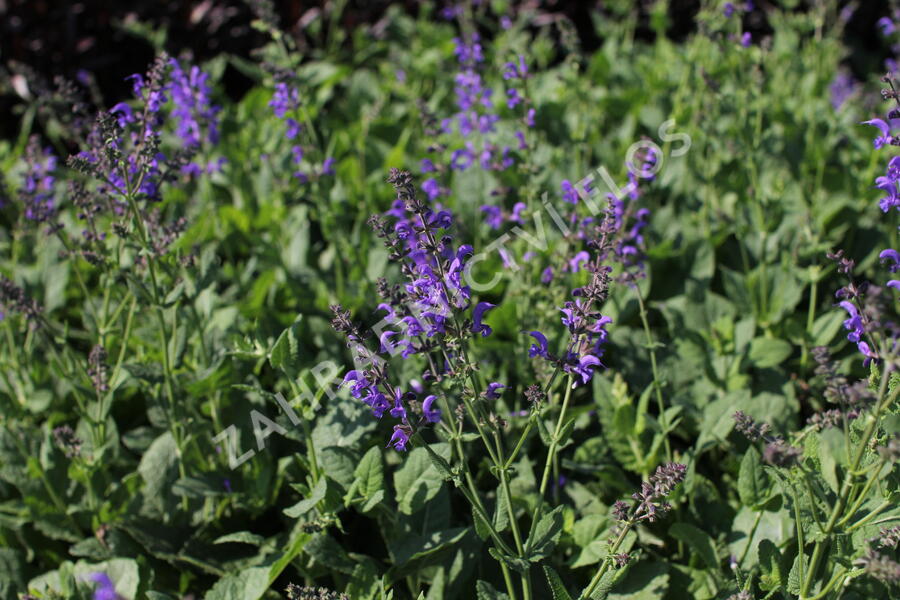 Šalvěj luční 'Rhapsody in Blue' - Salvia pratensis 'Rhapsody in Blue'