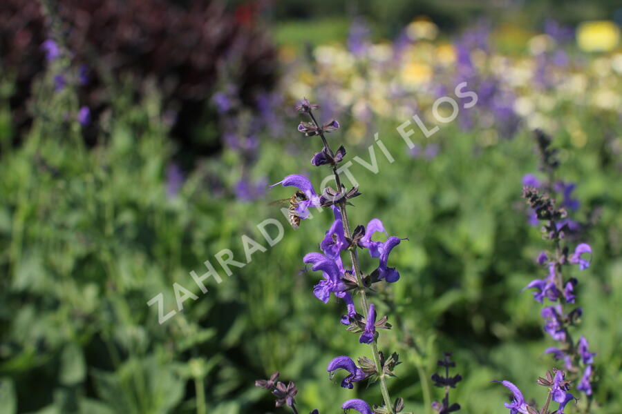 Šalvěj luční 'Rhapsody in Blue' - Salvia pratensis 'Rhapsody in Blue'