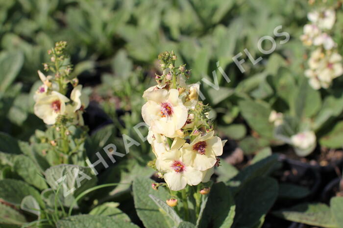Divizna 'Jackie in Yellow' - Verbascum 'Jackie in Yellow'