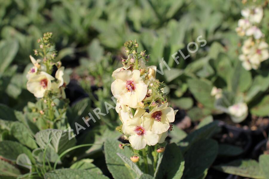 Divizna 'Jackie in Yellow' - Verbascum 'Jackie in Yellow'