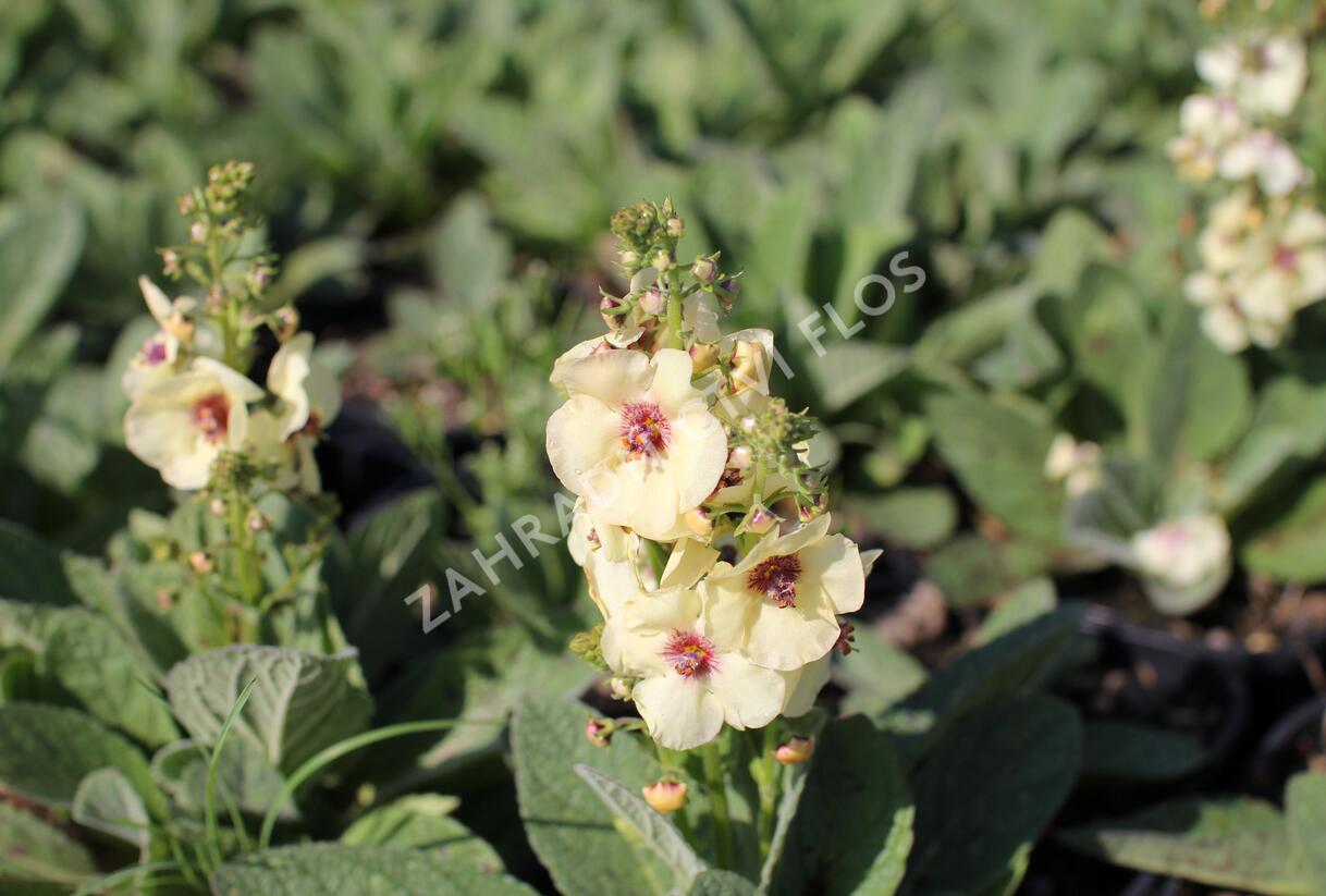 Divizna 'Jackie in Yellow' - Verbascum 'Jackie in Yellow'