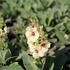 Verbascum 'Jackie in Yellow'.JPG