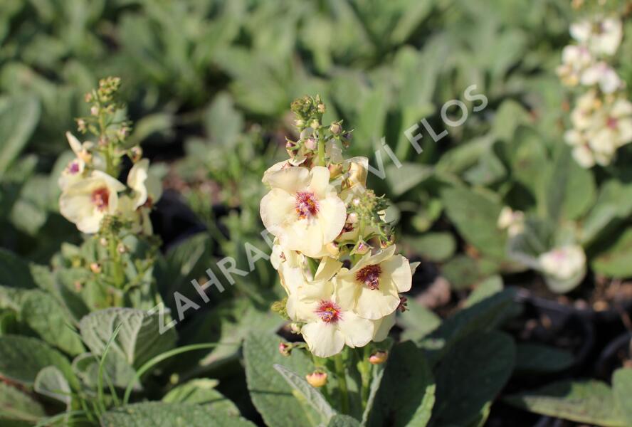 Divizna 'Jackie in Yellow' - Verbascum 'Jackie in Yellow'