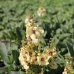 Divizna 'Jackie in Yellow' - Verbascum 'Jackie in Yellow'