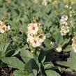 Divizna 'Jackie in Yellow' - Verbascum 'Jackie in Yellow'