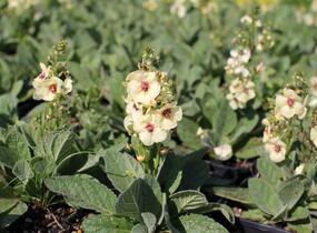 Divizna 'Jackie in Yellow' - Verbascum 'Jackie in Yellow'