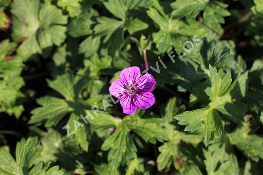 Kakost 'Mary-Anne' - Geranium wallichianum 'Mary-Anne'
