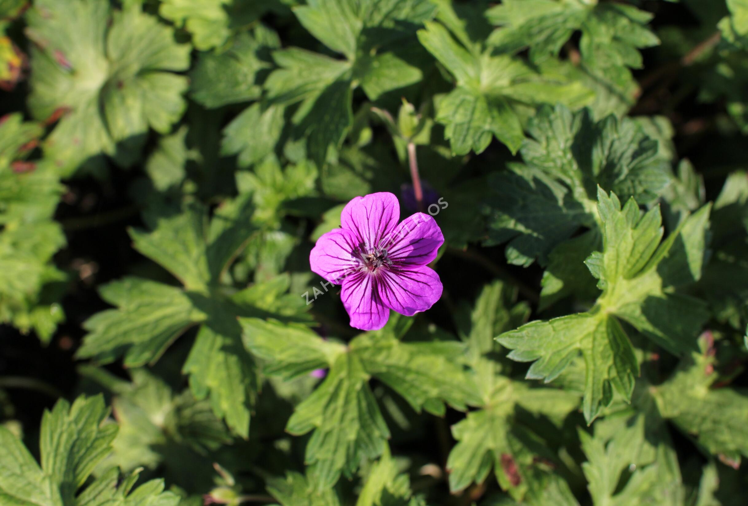 Kakost 'Mary-Anne' - Geranium wallichianum 'Mary-Anne' | Zahradnictví FLOS