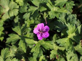 Kakost 'Mary-Anne' - Geranium wallichianum 'Mary-Anne'
