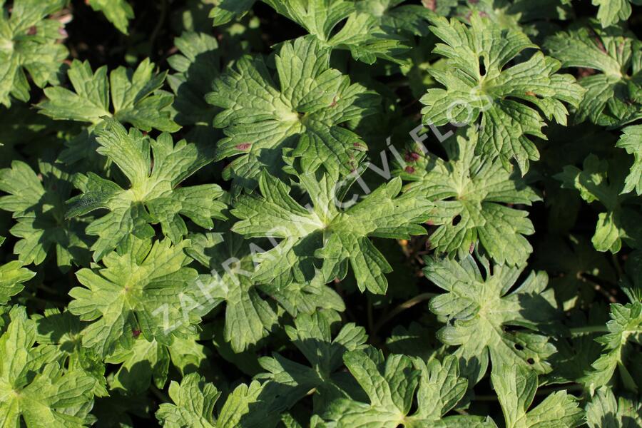 Kakost 'Mary-Anne' - Geranium wallichianum 'Mary-Anne'