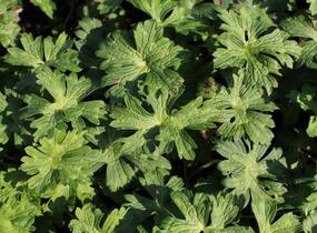 Kakost 'Mary-Anne' - Geranium wallichianum 'Mary-Anne'