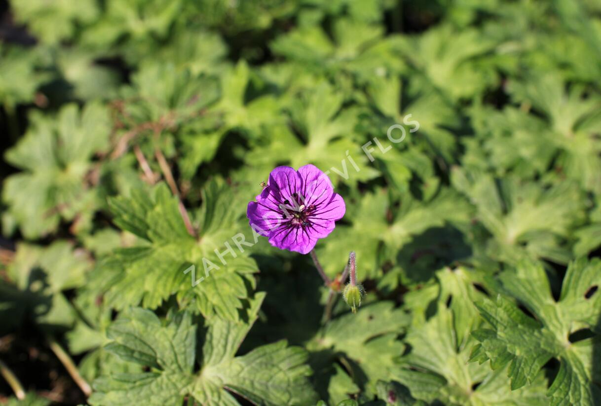 Kakost 'Mary-Anne' - Geranium wallichianum 'Mary-Anne'