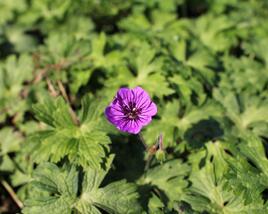 Kakost 'Mary-Anne'