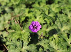 Kakost 'Mary-Anne' - Geranium wallichianum 'Mary-Anne'