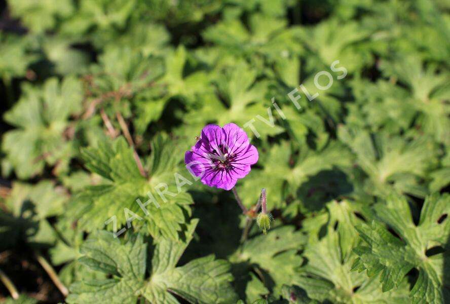 Kakost 'Mary-Anne' - Geranium wallichianum 'Mary-Anne'