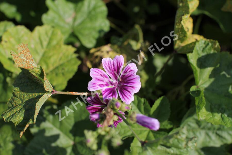 Sléz lesní - Malva sylvestris