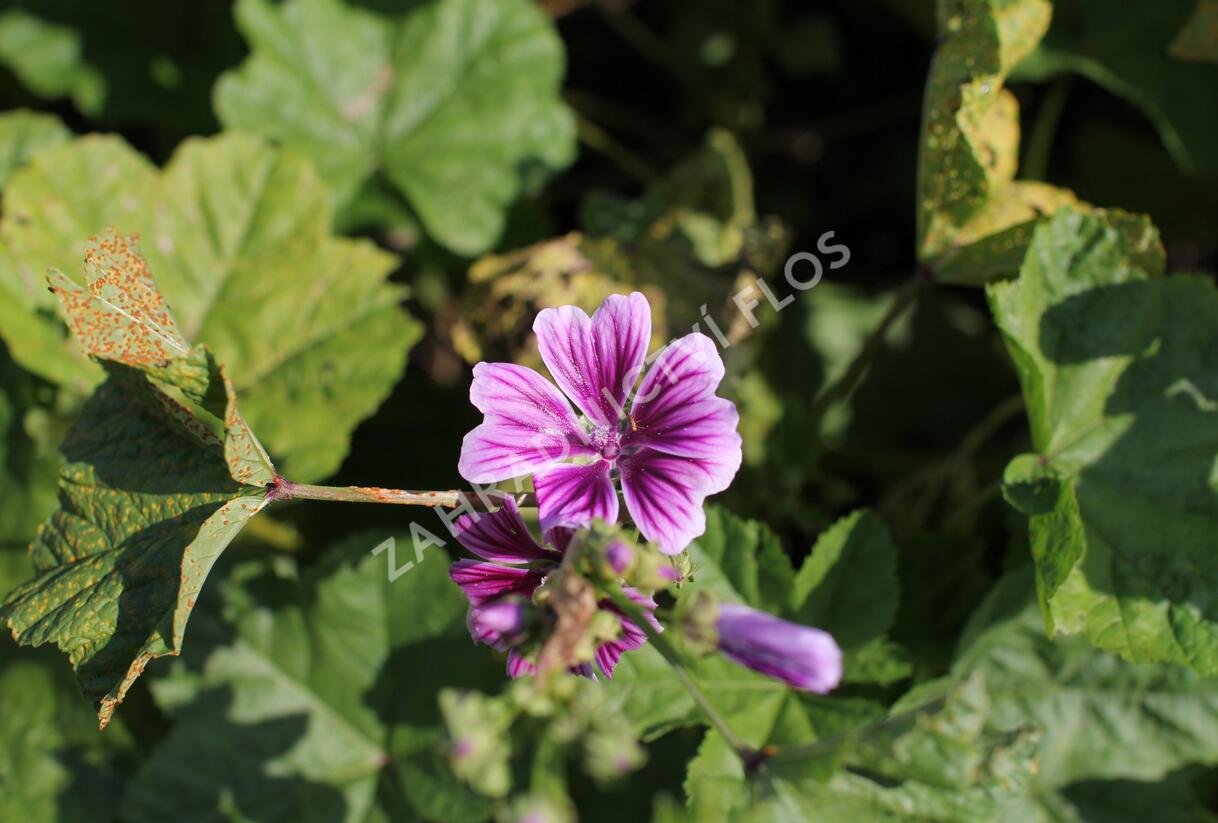 Sléz lesní - Malva sylvestris